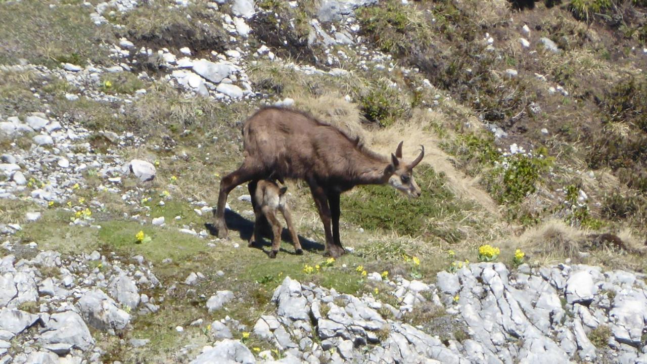 Fw Weissensee 44 Füssen Eksteriør billede